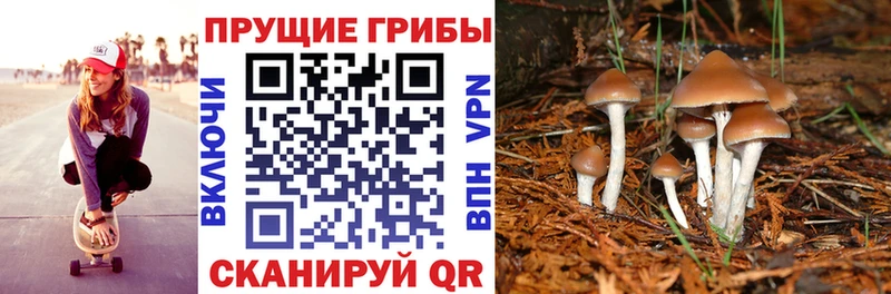 Галлюциногенные грибы Psilocybine cubensis  купить  цена  Избербаш 